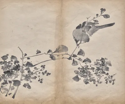 Photograph from 1625: Blossoms