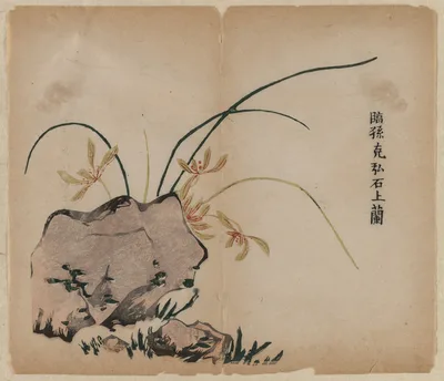 Orchid on Rocks, 1700