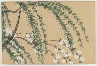 Flowers of a Hundred Worlds (Momoyogusa): Willow and Cherry…, 1909