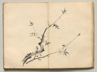 Cherry from Ōkyo Picture Book, 1850