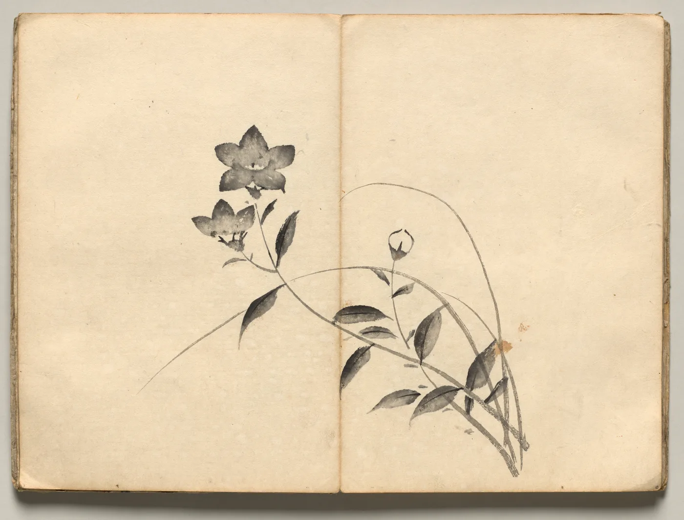 Chinese Bellflower from Ōkyo Picture Book, 1850