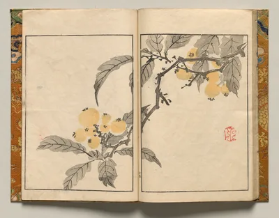 Kumquat, Design Fifteen from Shazanrō Picture Book, 1816
